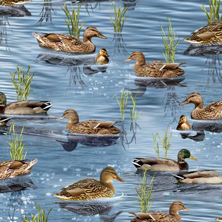 Pond Ducks