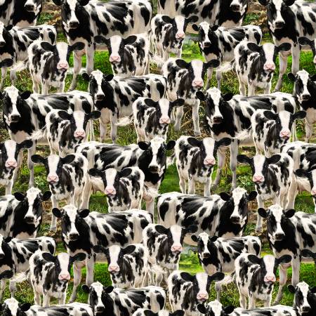 Multi Cows